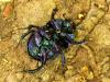 Anoplotrupes stercorosus